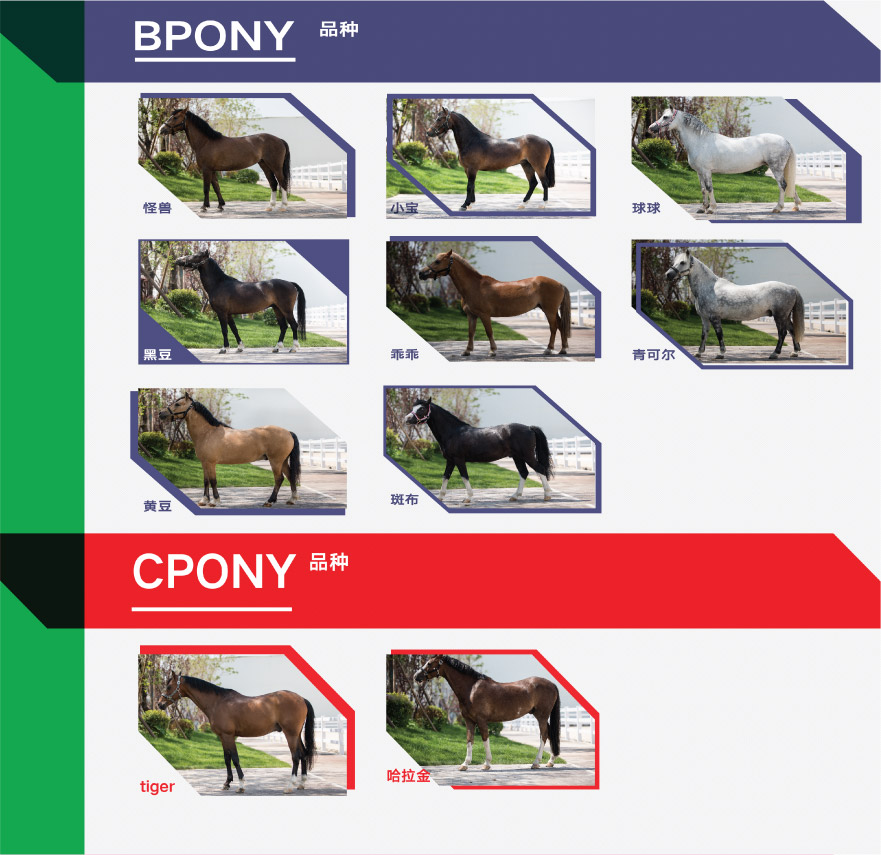pony.jpg