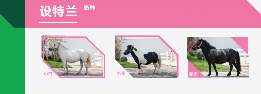 設特蘭.jpg