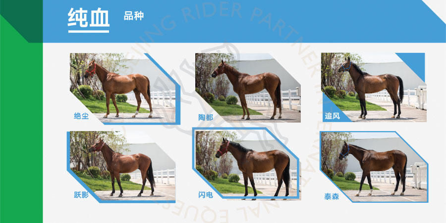 純血-最終-01.jpg